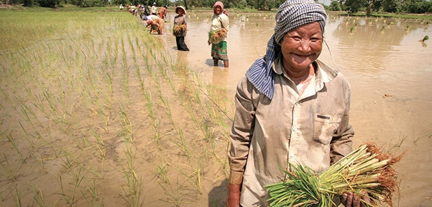 Growing rice for Lao Lao Whiskey in Laos